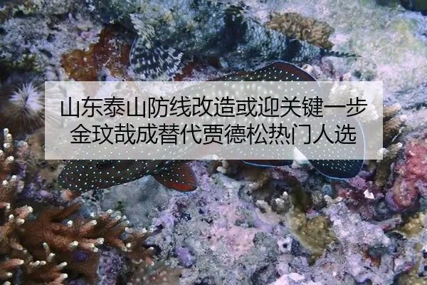 山东泰山防线改造或迎关键一步 金玟哉成替代贾德松热门人选